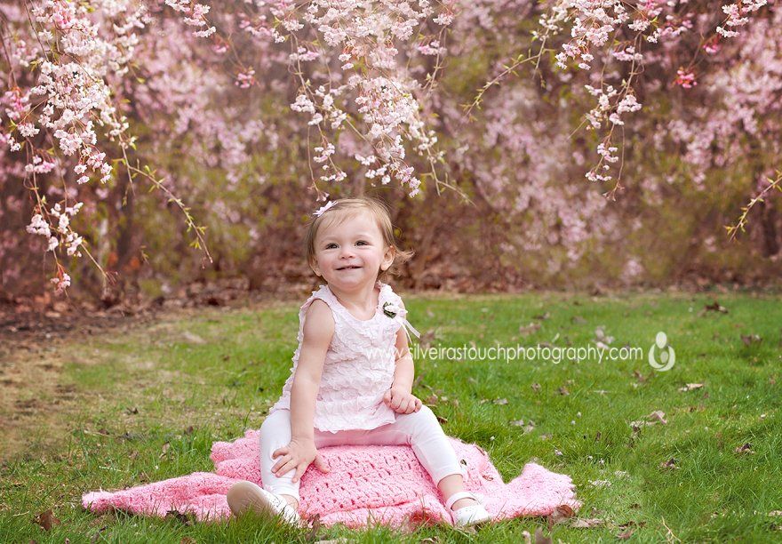 Cherry Blossoms NJ